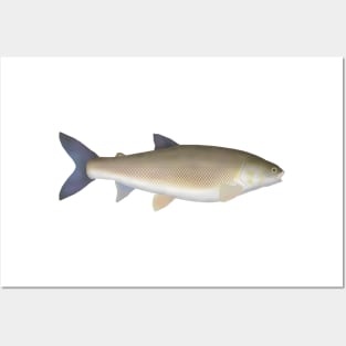 Round Whitefish Posters and Art